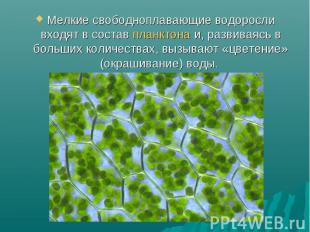 Мелкие свободноплавающие водоросли входят в состав&nbsp;планктона&nbsp;и, развив