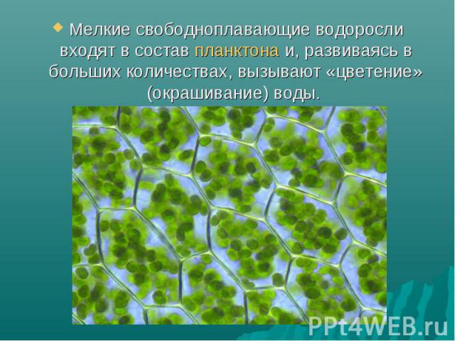 Мелкие свободноплавающие водоросли входят в состав планктона и, развиваясь в больших количествах, вызывают «цветение» (окрашивание) воды. Мелкие свободноплавающие водоросли входят в состав планктона и, развиваясь в больших количе…