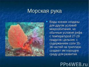 Виды ксении созданы для других условий микрообитания, но обычные условия рифа с