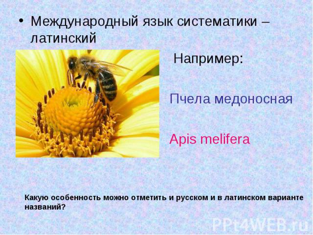 Международный язык систематики – латинский Международный язык систематики – латинский Например: Пчела медоносная Apis melifera
