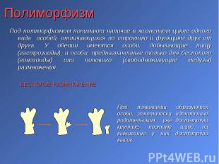 Под полиморфизмом понимают наличие в жизненном цикле одного вида особей, отличаю