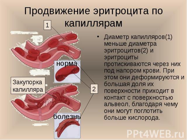 Диаметр капилляров(1) меньше диаметра эритроцитов(2) и эритроциты протискиваются через них под напором крови. При этом они деформируются и большая доля их поверхности приходит в контакт с поверхностью альвеол, благодаря чему они могут поглотить боль…