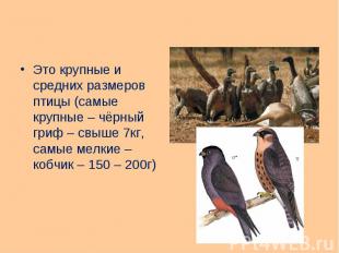 Это крупные и средних размеров птицы (самые крупные – чёрный гриф – свыше 7кг, с