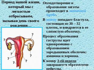 Оплодотворение и образование зиготы происходит в маточной трубе. Оплодотворение