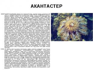 АКАНТАСТЕР (Acanthaster planci) или терновый венец, крупная звезда, диаметром 40