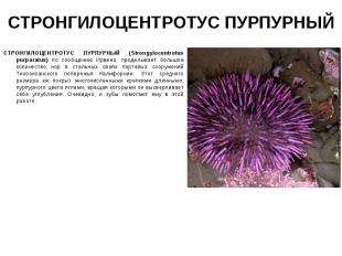 СТРОНГИЛОЦЕНТРОТУС ПУРПУРНЫЙ (Strongylocentrotus purpuratus) по сообщению Ирвина