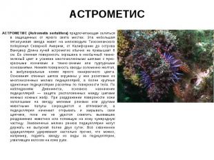 АСТРОМЕТИС (Astrometis sertulifera) предпочитающая селиться в защищенных от ярко