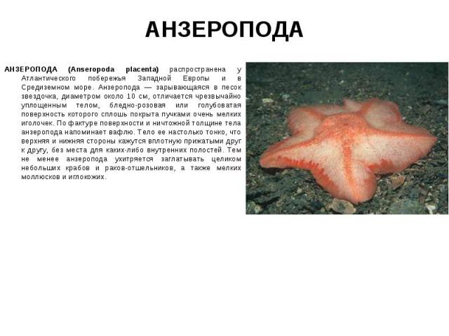 АНЗЕРОПОДА (Anseropoda placenta) распространена у Атлантического побережья Западной Европы и в Средиземном море. Анзеропода — зарывающаяся в песок звездочка, диаметром около 10 см, отличается чрезвычайно уплощенным телом, бледно-розовая или голубова…