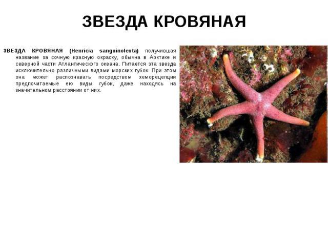ЗВЕЗДА КРОВЯНАЯ (Henricia sanguinolenta) получившая название за сочную красную окраску, обычна в Арктике и северной части Атлантического океана. Питается эта звезда исключительно различными видами морских губок. При этом она может распознавать посре…