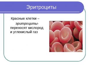 Эритроциты Красные клетки – эритроциты- переносят кислород и углекислый газ