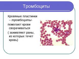 Тромбоциты Кровяные пластинки – тромбоциты- помогают крови сворачиваться ( зажив