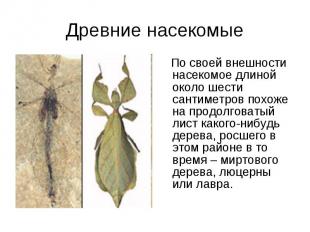 Древние насекомые По своей внешности насекомое длиной около шести сантиметров по