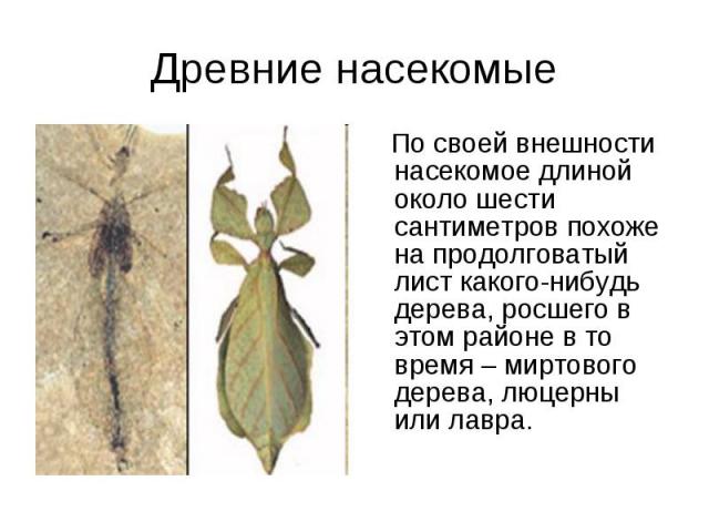 Древние насекомые По своей внешности насекомое длиной около шести сантиметров похоже на продолговатый лист какого-нибудь дерева, росшего в этом районе в то время – миртового дерева, люцерны или лавра.