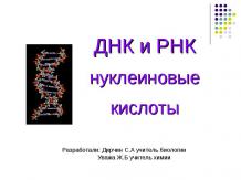 ДНК и РНК нуклеиновые кислоты.