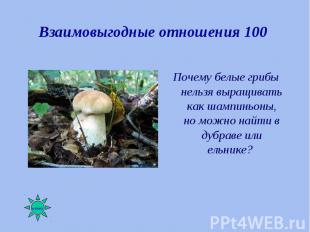 Почему белые грибы нельзя выращивать как шампиньоны, но можно найти в дубраве ил