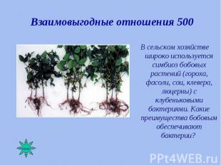 В сельском хозяйстве широко используется симбиоз бобовых растений (гороха, фасол