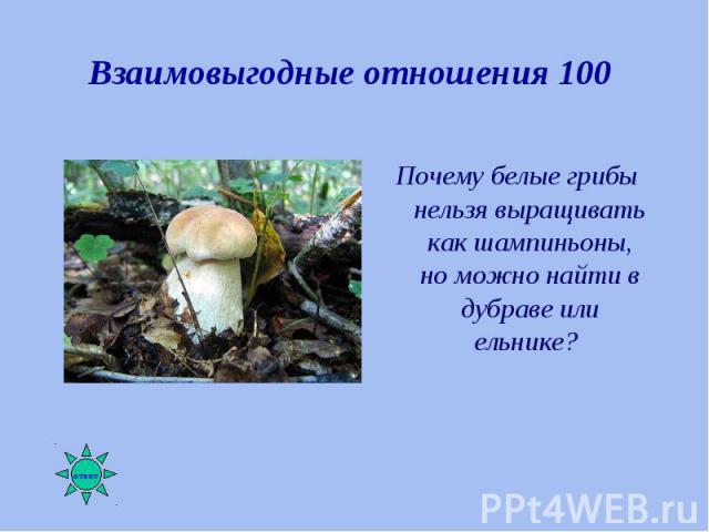 Почему белые грибы нельзя выращивать как шампиньоны, но можно найти в дубраве или ельнике? Почему белые грибы нельзя выращивать как шампиньоны, но можно найти в дубраве или ельнике?