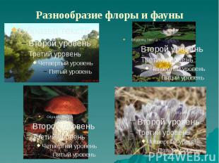 Разнообразие флоры и фауны