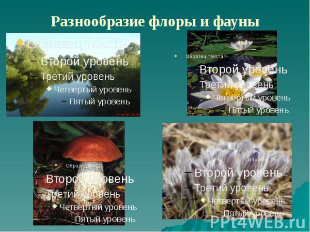 Разнообразие флоры и фауны