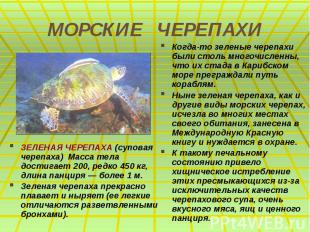 МОРСКИЕ ЧЕРЕПАХИ ЗЕЛЕНАЯ ЧЕРЕПАХА (суповая черепаха) Масса тела достигает 200, р