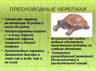 ПРЕСНОВОДНЫЕ ЧЕРЕПАХИ Семейство черепах, включающее 30 родов и около 80 видов. Р