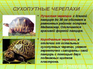 СУХОПУТНЫЕ ЧЕРЕПАХИ Лучистая черепаха с длиной панциря до 38 см обитает в равнин