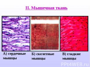 II. Мышечная ткань