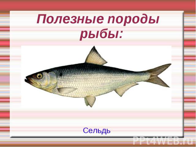 Полезные породы рыбы: Сельдь