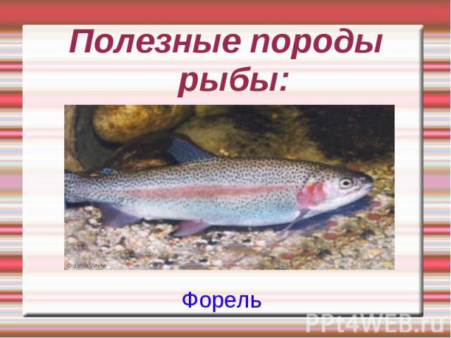 Полезные породы рыбы: Форель