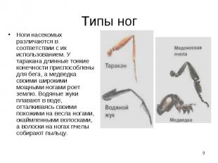 Ноги насекомых различаются в соответствии с их использованием. У таракана длинны