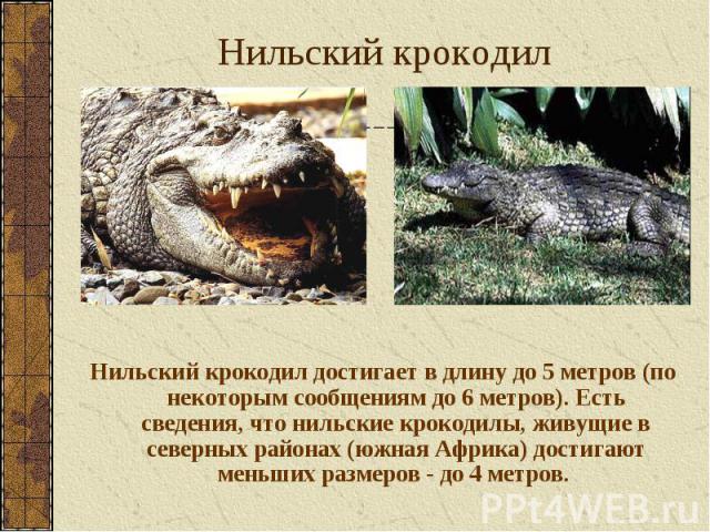 Нильский крокодил достигает в длину до 5 метров (по некоторым сообщениям до 6 метров). Есть сведения, что нильские крокодилы, живущие в северных районах (южная Африка) достигают меньших размеров - до 4 метров. Нильский крокодил достигает в длину до …
