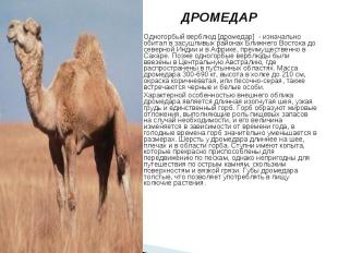 ДРОМЕДАР ДРОМЕДАР Одногорбый верблюд [дромедар] - изначально обитал в засушливых