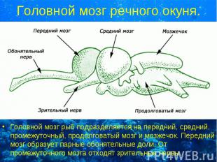 Головной мозг рыб подразделяется на передний, средний, промежуточный, продолгова