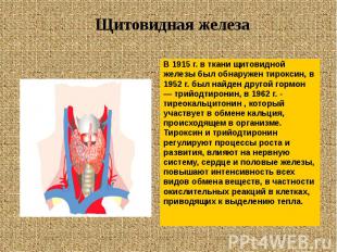 В 1915 г. в ткани щитовидной В 1915 г. в ткани щитовидной железы был обнаружен т