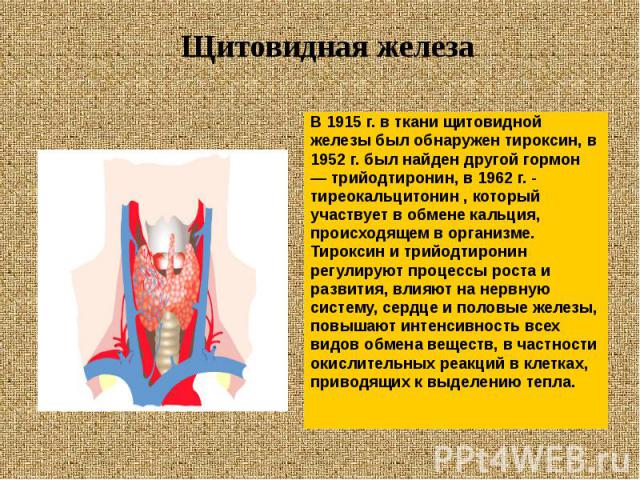 В 1915 г. в ткани щитовидной В 1915 г. в ткани щитовидной железы был обнаружен тироксин, в 1952 г. был найден другой гормон — трийодтиронин, в 1962 г. - тиреокальцитонин , который участвует в обмене кальция, происходящем в организме. Тироксин и трий…