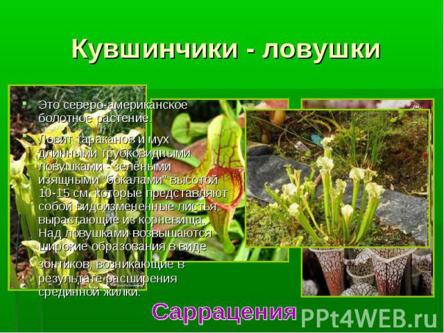 Это северо-американское болотное растение. Это северо-американское болотное растение. Ловит тараканов и мух длинными трубковидными ловушками - зелёными изящными "бокалами" высотой 10-15 см, которые представляют собой видоизмененные листья,…