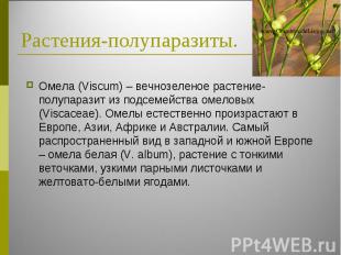 Омела (Viscum) – вечнозеленое растение-полупаразит из подсемейства омеловых (Vis