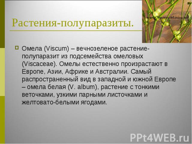 Омела (Viscum) – вечнозеленое растение-полупаразит из подсемейства омеловых (Viscaceae). Омелы естественно произрастают в Европе, Азии, Африке и Австралии. Самый распространенный вид в западной и южной Европе – омела белая (V. album), растение с тон…