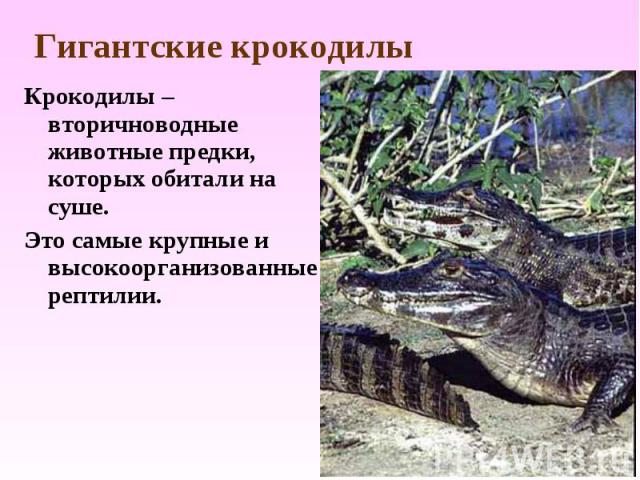 Крокодилы – вторичноводные животные предки, которых обитали на суше. Крокодилы – вторичноводные животные предки, которых обитали на суше. Это самые крупные и высокоорганизованные рептилии.