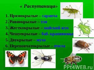 1. Прямокрылые – саранча 1. Прямокрылые – саранча 2. Равнокрылые – тля 3. Жестко