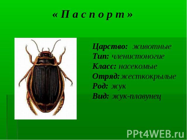 Царство: животные Царство: животные Тип: членистоногие Класс: насекомые Отряд:жесткокрылые Род: жук Вид: жук-плавунец