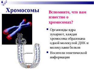 Органоиды ядра эукариот, каждая хромосома образована одной молекулой ДНК и молек
