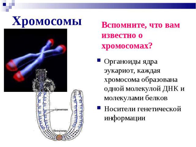7 Хромосома. Хромосома это органоид или нет. Хромосомы в ядре. Сколько молекул ДНК образуют одну хромосому. Гены в хромосоме образуют группу