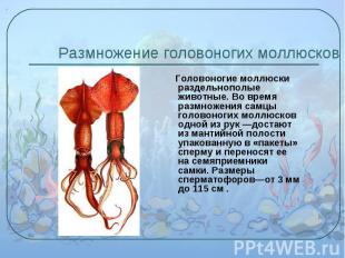 Головоногие моллюски раздельнополые животные. Во время размножения самцы головон