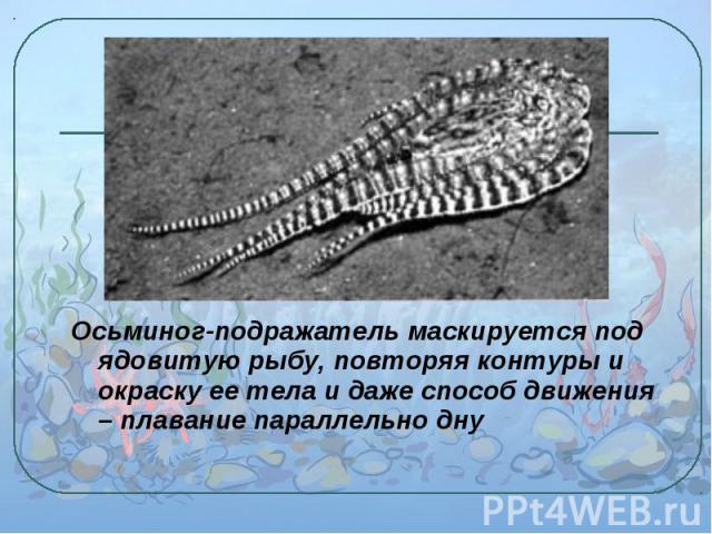 Осьминог-подражатель маскируется под ядовитую рыбу, повторяя контуры и окраску ее тела и даже способ движения – плавание параллельно дну Осьминог-подражатель маскируется под ядовитую рыбу, повторяя контуры и окраску ее тела и даже способ движения – …