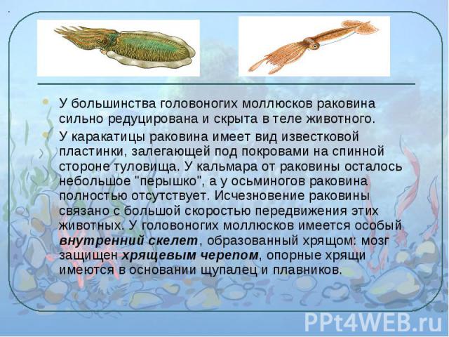 У большинства головоногих моллюсков раковина сильно редуцирована и скрыта в теле животного. У большинства головоногих моллюсков раковина сильно редуцирована и скрыта в теле животного. У каракатицы раковина имеет вид известковой пластинки, залегающей…