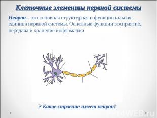 Нейрон – это основная структурная и функциональная единица нервной системы. Осно