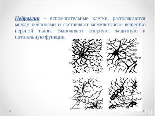 Нейроглии – вспомогательные клетки, располагаются между нейронами и составляют м