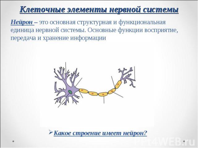Нейрон – это основная структурная и функциональная единица нервной системы. Основные функции восприятие, передача и хранение информации Нейрон – это основная структурная и функциональная единица нервной системы. Основные функции восприятие, передача…