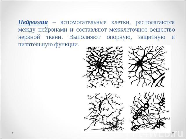 Нейроглии – вспомогательные клетки, располагаются между нейронами и составляют межклеточное вещество нервной ткани. Выполняют опорную, защитную и питательную функции. Нейроглии – вспомогательные клетки, располагаются между нейронами и составляют меж…